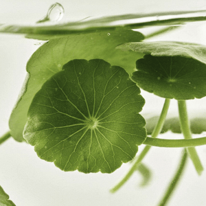 Beauty of Joseon Light On Serum Centella + Vita C Sérum Éclat 30ml